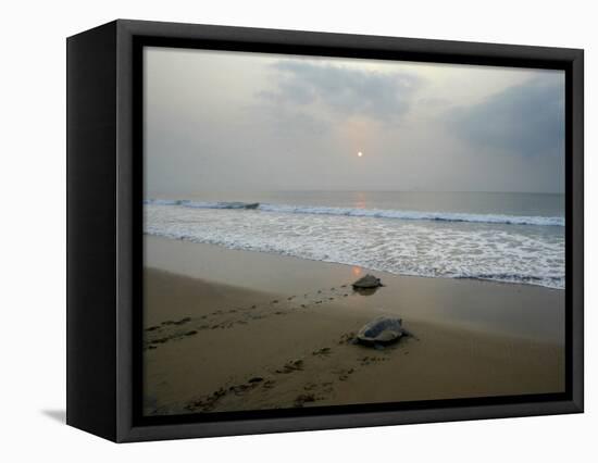 Olive Ridley Turtles Return to the Bay of Bengal Sea after Laying Eggs on Gokhurkuda Beach, India-null-Framed Stretched Canvas