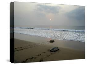 Olive Ridley Turtles Return to the Bay of Bengal Sea after Laying Eggs on Gokhurkuda Beach, India-null-Stretched Canvas