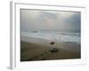 Olive Ridley Turtles Return to the Bay of Bengal Sea after Laying Eggs on Gokhurkuda Beach, India-null-Framed Photographic Print