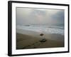 Olive Ridley Turtles Return to the Bay of Bengal Sea after Laying Eggs on Gokhurkuda Beach, India-null-Framed Photographic Print