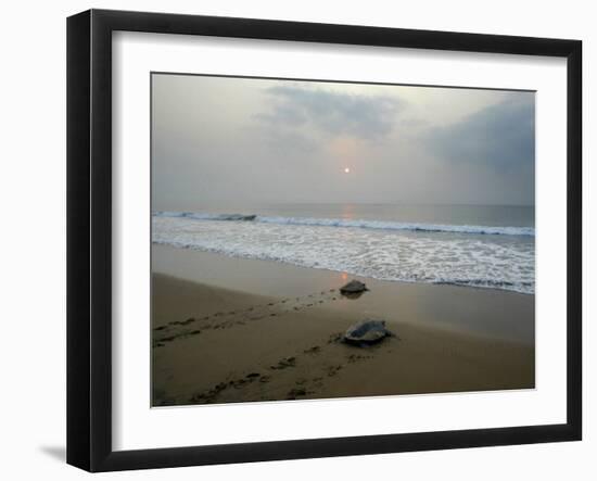 Olive Ridley Turtles Return to the Bay of Bengal Sea after Laying Eggs on Gokhurkuda Beach, India-null-Framed Photographic Print