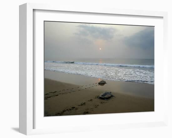 Olive Ridley Turtles Return to the Bay of Bengal Sea after Laying Eggs on Gokhurkuda Beach, India-null-Framed Photographic Print