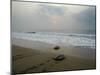 Olive Ridley Turtles Return to the Bay of Bengal Sea after Laying Eggs on Gokhurkuda Beach, India-null-Mounted Photographic Print