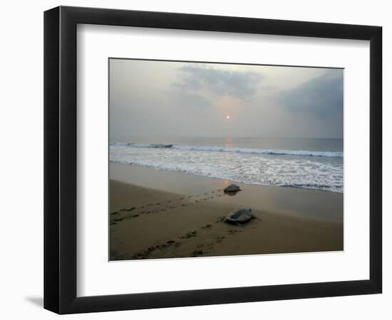 Olive Ridley Turtles Return to the Bay of Bengal Sea after Laying Eggs on Gokhurkuda Beach, India-null-Framed Photographic Print