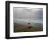 Olive Ridley Turtles Return to the Bay of Bengal Sea after Laying Eggs on Gokhurkuda Beach, India-null-Framed Photographic Print