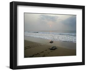 Olive Ridley Turtles Return to the Bay of Bengal Sea after Laying Eggs on Gokhurkuda Beach, India-null-Framed Photographic Print