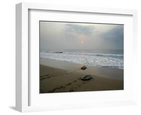 Olive Ridley Turtles Return to the Bay of Bengal Sea after Laying Eggs on Gokhurkuda Beach, India-null-Framed Photographic Print