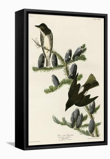 Olive Sided Flycatcher-null-Framed Stretched Canvas