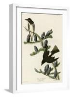 Olive Sided Flycatcher-null-Framed Giclee Print