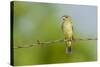 Olive Sparrow-Gary Carter-Stretched Canvas