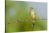 Olive Sparrow-Gary Carter-Stretched Canvas