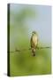 Olive Sparrow-Gary Carter-Stretched Canvas