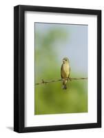 Olive Sparrow-Gary Carter-Framed Photographic Print