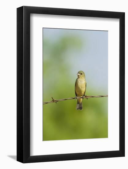 Olive Sparrow-Gary Carter-Framed Photographic Print