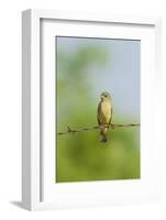 Olive Sparrow-Gary Carter-Framed Photographic Print