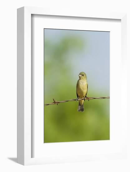 Olive Sparrow-Gary Carter-Framed Photographic Print