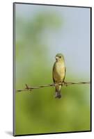 Olive Sparrow-Gary Carter-Mounted Photographic Print