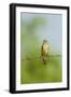 Olive Sparrow-Gary Carter-Framed Photographic Print