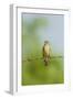 Olive Sparrow-Gary Carter-Framed Photographic Print