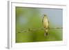 Olive Sparrow-Gary Carter-Framed Photographic Print