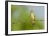 Olive Sparrow-Gary Carter-Framed Photographic Print