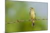 Olive Sparrow-Gary Carter-Mounted Photographic Print