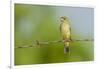 Olive Sparrow-Gary Carter-Framed Photographic Print