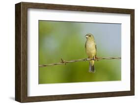 Olive Sparrow-Gary Carter-Framed Photographic Print