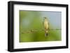 Olive Sparrow-Gary Carter-Framed Photographic Print