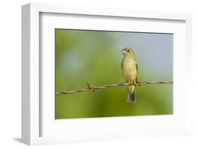 Olive Sparrow-Gary Carter-Framed Photographic Print