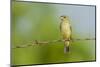 Olive Sparrow-Gary Carter-Mounted Photographic Print