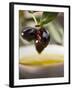 Olive Sprig with Black Olives over Bowl of Olive Oil-null-Framed Photographic Print