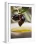 Olive Sprig with Black Olives over Bowl of Olive Oil-null-Framed Photographic Print