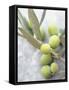 Olive Sprig with Green Olives-Brigitte Sporrer-Framed Stretched Canvas