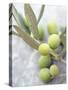 Olive Sprig with Green Olives-Brigitte Sporrer-Stretched Canvas