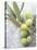 Olive Sprig with Green Olives-Brigitte Sporrer-Stretched Canvas