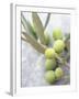 Olive Sprig with Green Olives-Brigitte Sporrer-Framed Photographic Print