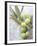 Olive Sprig with Green Olives-Brigitte Sporrer-Framed Photographic Print