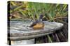 Olive Thrush Bathing in Birdbath-Alan J. S. Weaving-Stretched Canvas