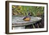 Olive Thrush Bathing in Birdbath-Alan J. S. Weaving-Framed Photographic Print