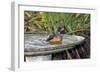 Olive Thrush Bathing in Birdbath-Alan J. S. Weaving-Framed Photographic Print