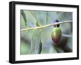 Olive Tree Branch and Chateau Mont-Redon, Chateauneuf-Du-Pape, Vaucluse, Provence, France-Per Karlsson-Framed Photographic Print