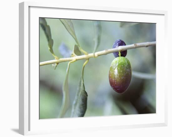 Olive Tree Branch and Chateau Mont-Redon, Chateauneuf-Du-Pape, Vaucluse, Provence, France-Per Karlsson-Framed Photographic Print