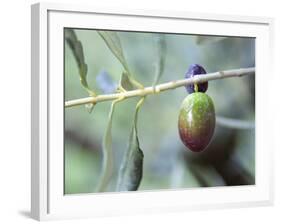 Olive Tree Branch and Chateau Mont-Redon, Chateauneuf-Du-Pape, Vaucluse, Provence, France-Per Karlsson-Framed Photographic Print