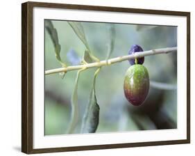 Olive Tree Branch and Chateau Mont-Redon, Chateauneuf-Du-Pape, Vaucluse, Provence, France-Per Karlsson-Framed Photographic Print