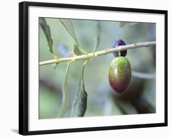 Olive Tree Branch and Chateau Mont-Redon, Chateauneuf-Du-Pape, Vaucluse, Provence, France-Per Karlsson-Framed Photographic Print