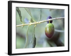 Olive Tree Branch and Chateau Mont-Redon, Chateauneuf-Du-Pape, Vaucluse, Provence, France-Per Karlsson-Framed Photographic Print