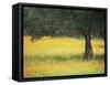 Olive Tree in Field of Wild Flowers, Near Fez, Morocco, North Africa, Africa-Lee Frost-Framed Stretched Canvas