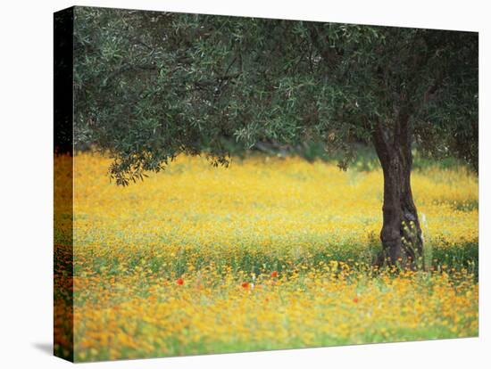 Olive Tree in Field of Wild Flowers, Near Fez, Morocco, North Africa, Africa-Lee Frost-Stretched Canvas