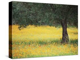 Olive Tree in Field of Wild Flowers, Near Fez, Morocco, North Africa, Africa-Lee Frost-Stretched Canvas